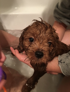 From New Zealand – 1 Year Exchange at Sacred Heart GC