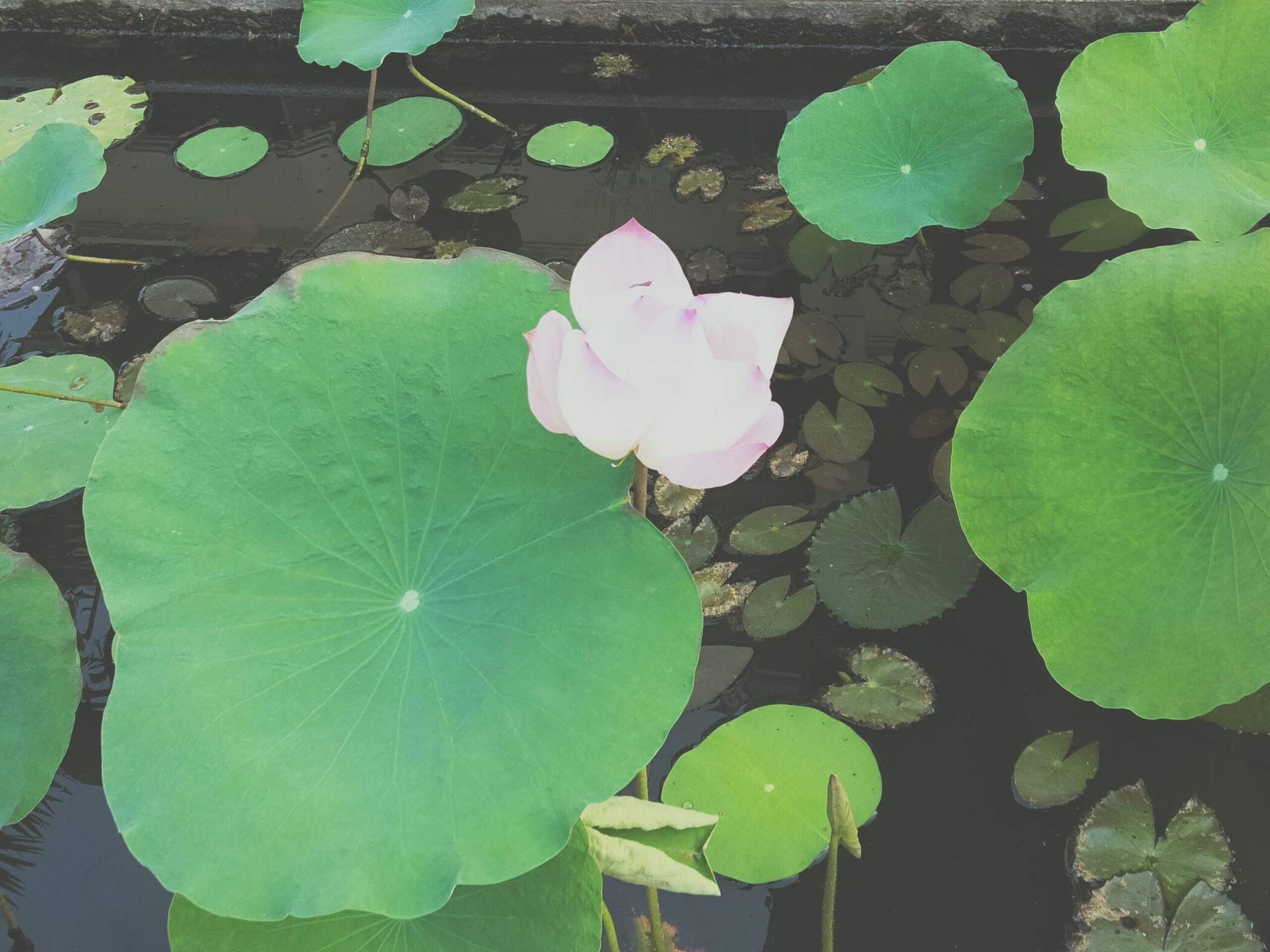 カンボジア・ベトナム研修⑤