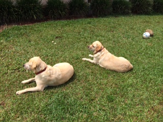 From Australia – World’s Greatest Shave at St. Andrew’s Catholic College