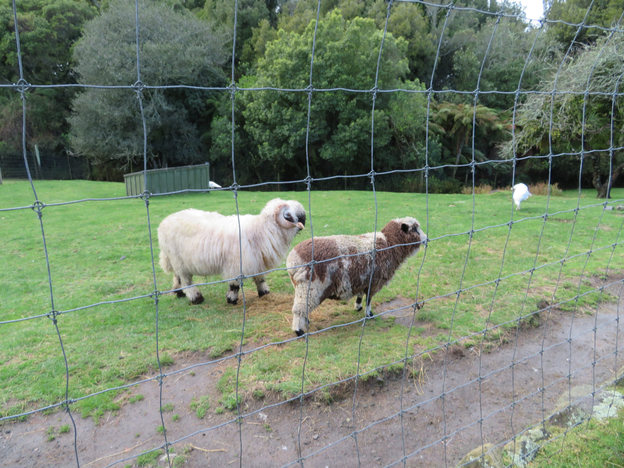 NZ 2weeks Program 5日目