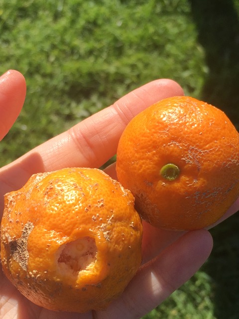 From New Zealand_Kiwi Friends to Inspire Me at Sacred Heart GC