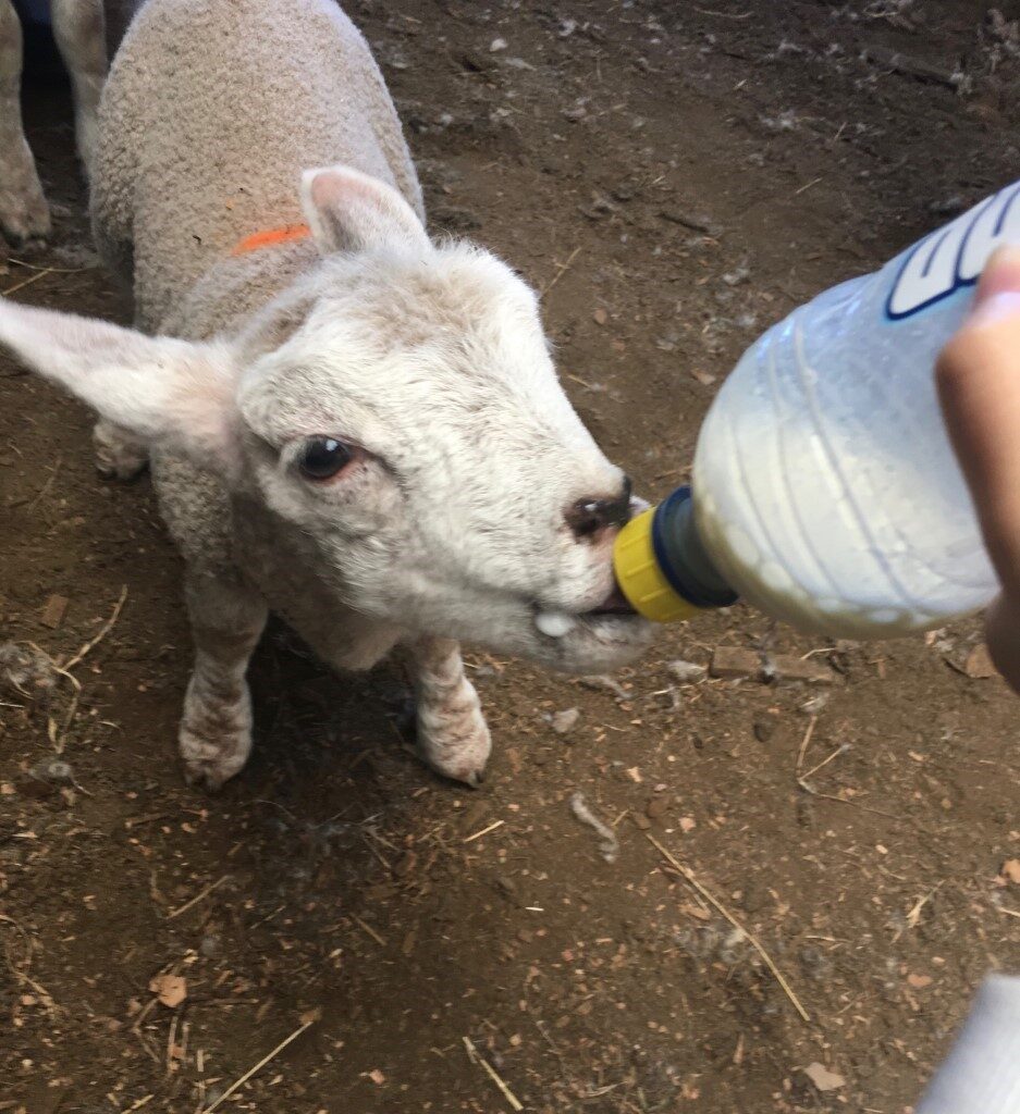 From Sacred Heart GC, New Zealand – Wonderful Life with Animals.