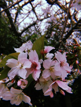 From New Zealand – Amazing Experiences at New Plymouth GHS