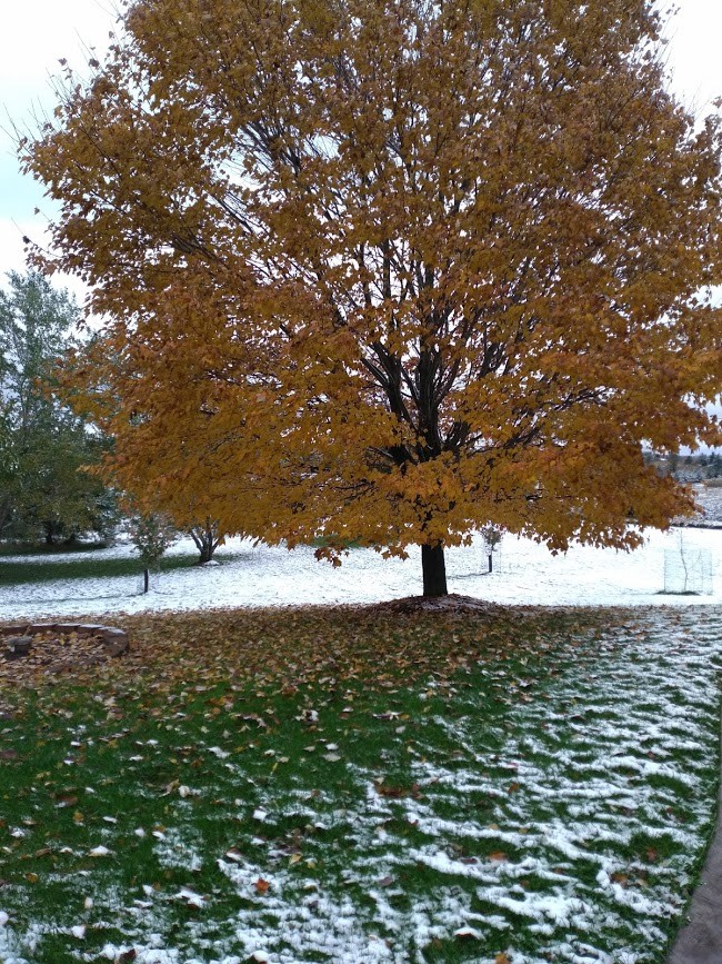 From Wisconsin, USA, How American high schoolers study