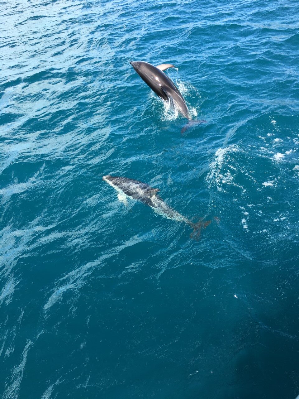 From New Zealand Amazing Experiences on South Island Tour