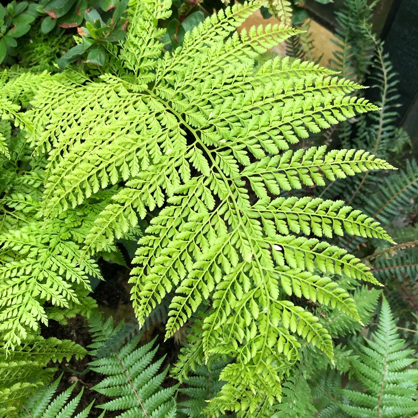 From New Zealand – Report on New Term Exchange at Sacred Heart GC