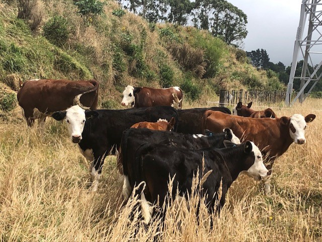 From New Zealand – A New Term Exchange Kick-Off at New Plymouth GHS