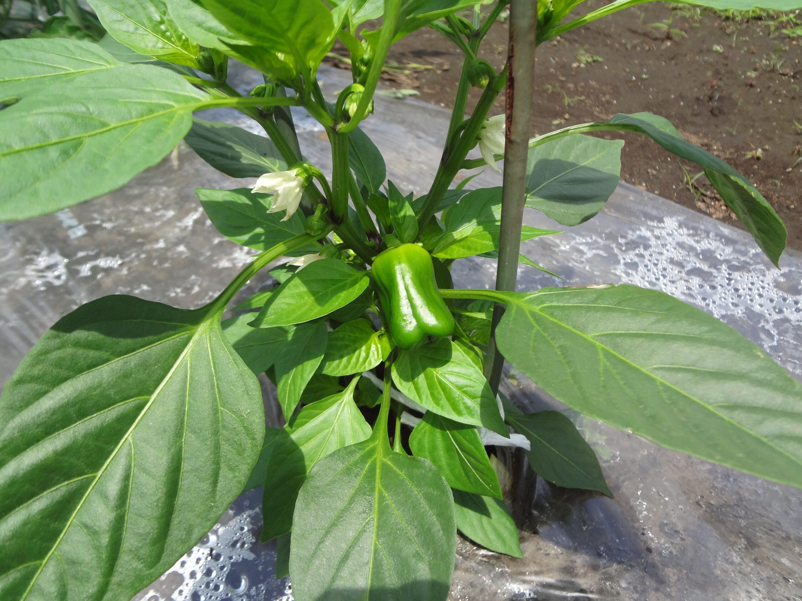 新入生のみなさんへ№31（5月26日）