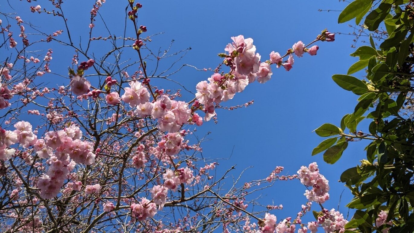 From Burnaby, Canada – the Reports from Exchange Students Updated