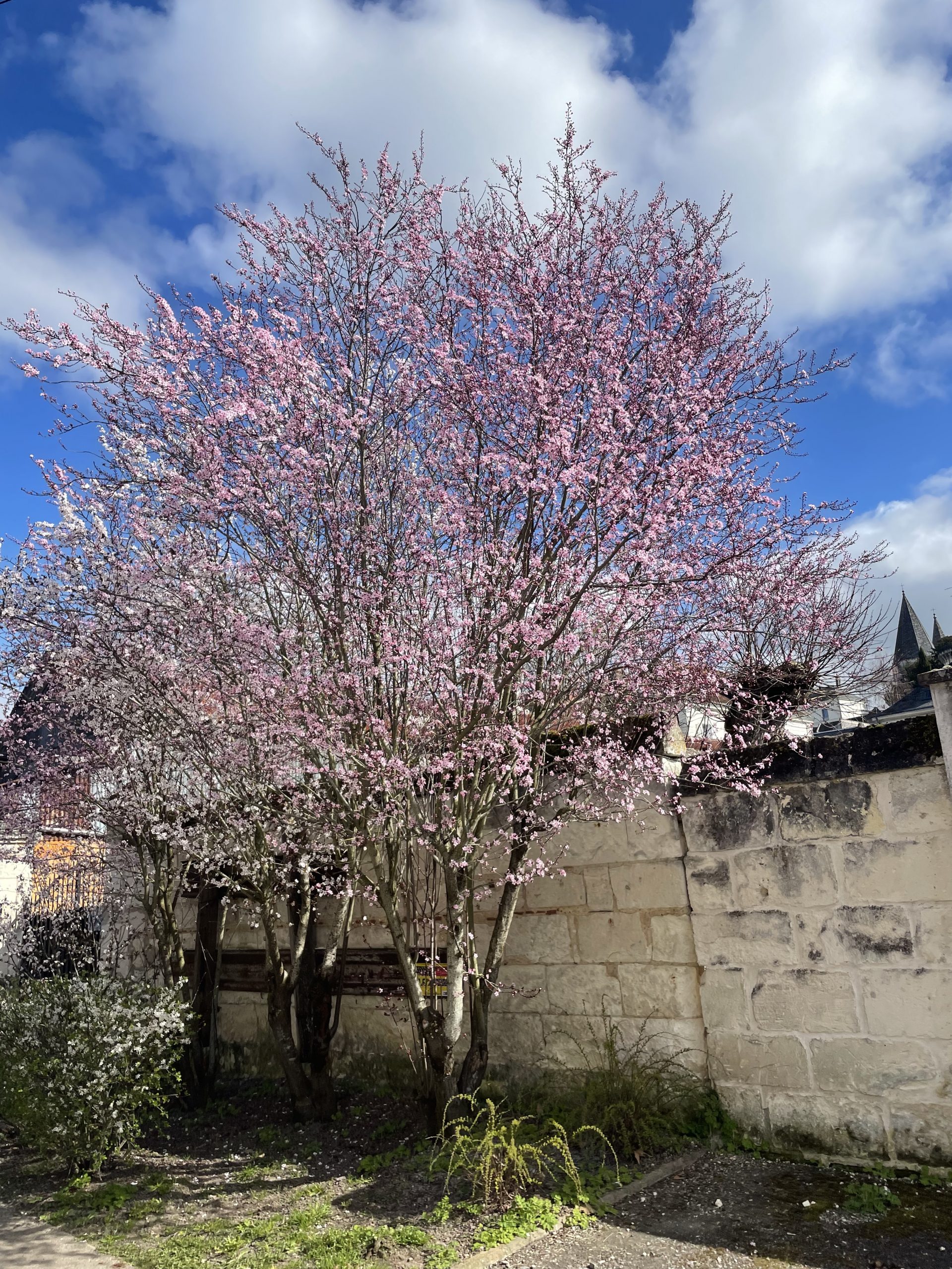 De la France, From America and Canada –  Study Abroad Reports