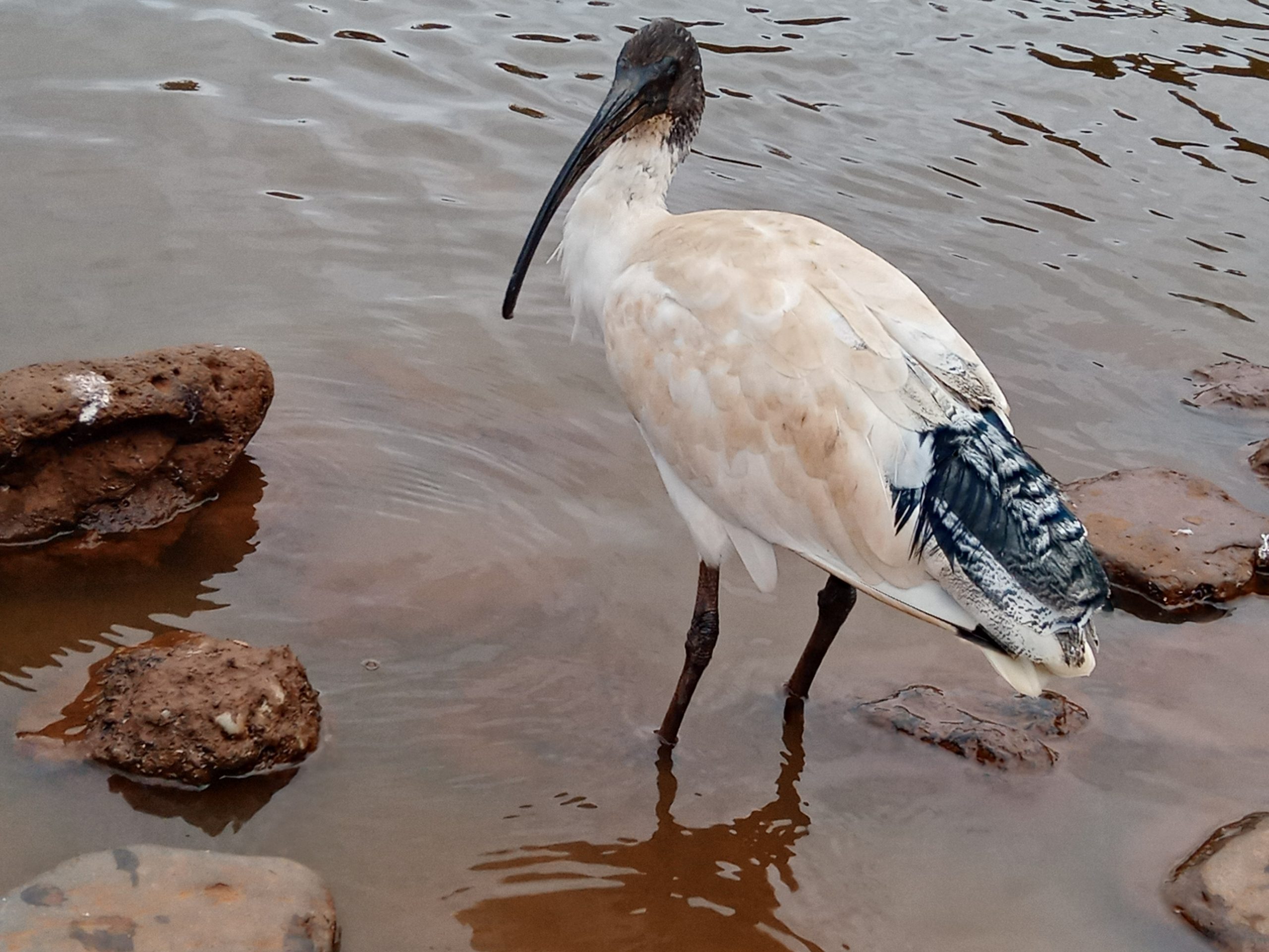 From Australia – Report on Study in Australia