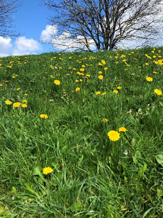 From Ireland & Canada – Study Abroad Reports