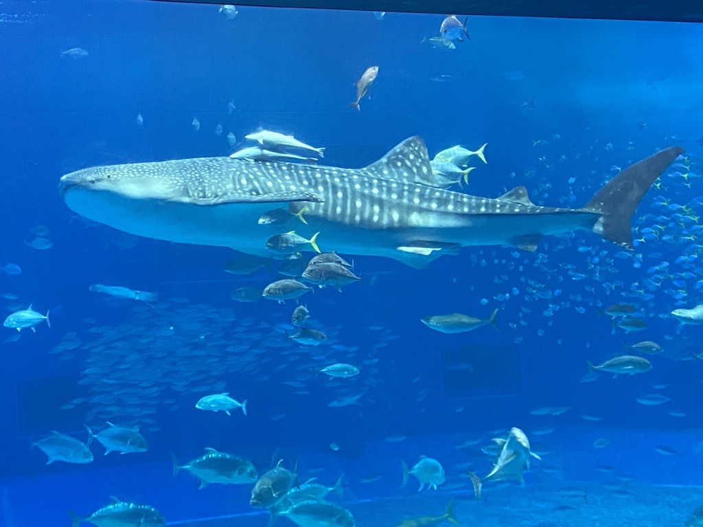 2023年度　中3沖縄平和環境学習旅行